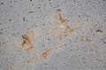beton-architektoniczny-porowaty-jasny-popiel-gold — kopia.jpg